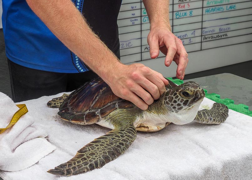 A sea turtle is on a bench in a veterinary room with hands holding it in place.