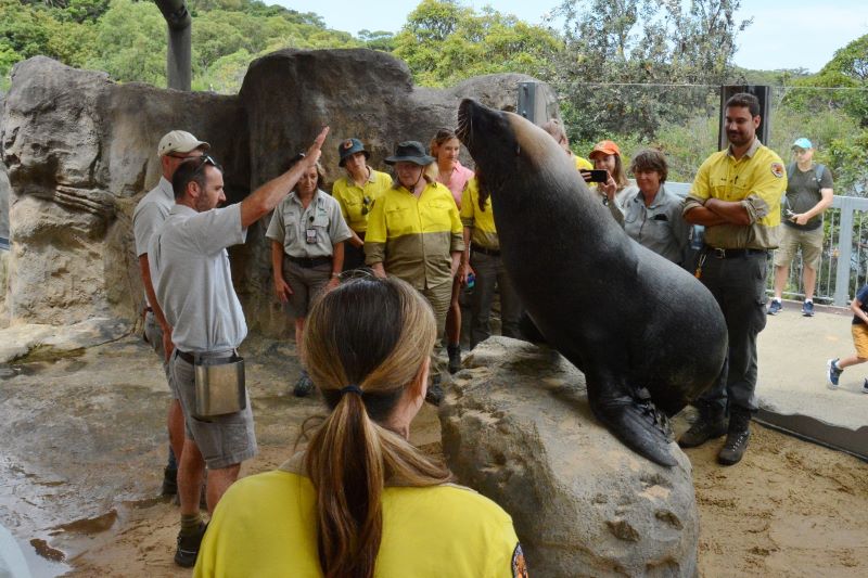 A large sea lion is surrounded by DPI and zoo staff at Taronga zoo