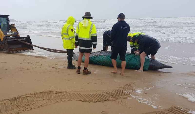 People in hi vis clothing gather around a beaked whale carcass on a beach