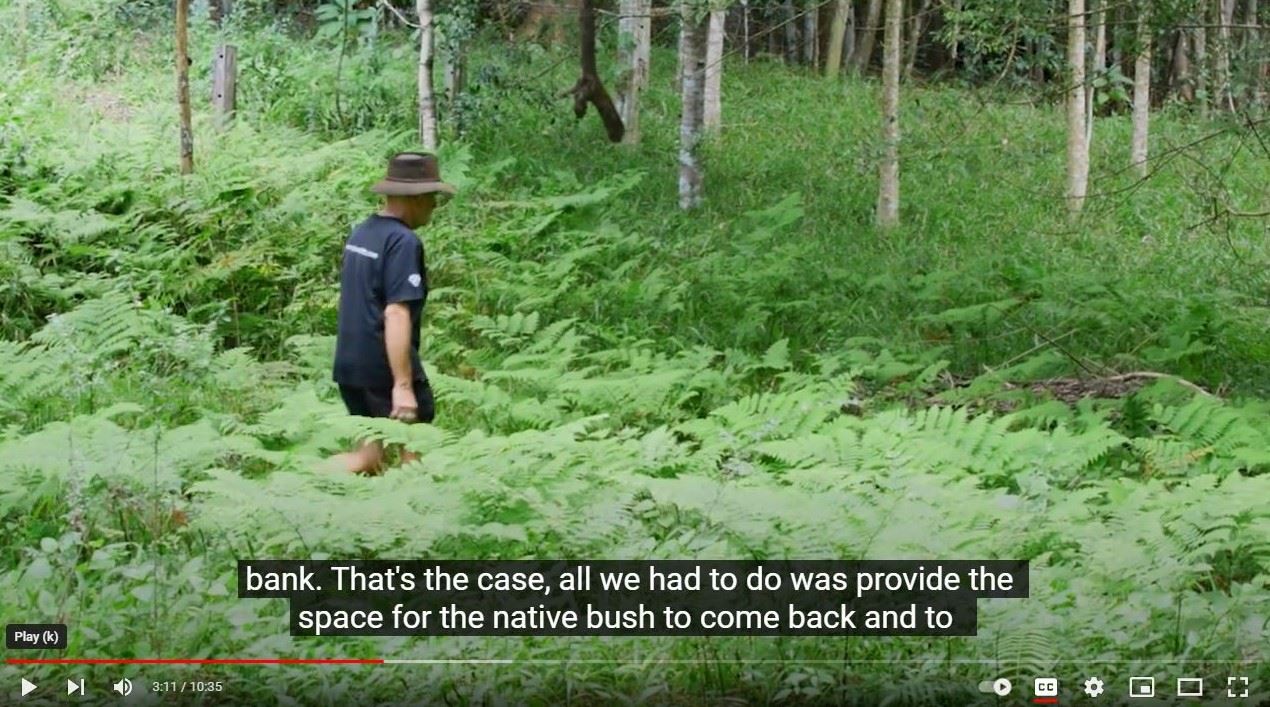 Man walking through field of ferns. 