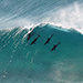 Four dolphins in wave thumbnail