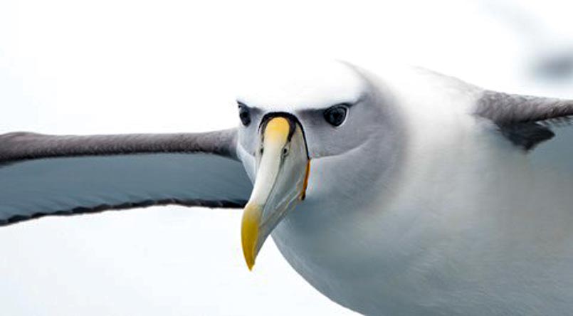 A close-up view of the face of a Shy Albatross in flight.