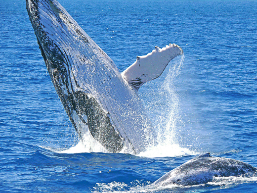 A breaching whale with calf nearby.