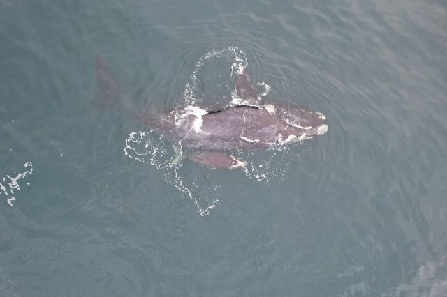 A southern right whale and calf 