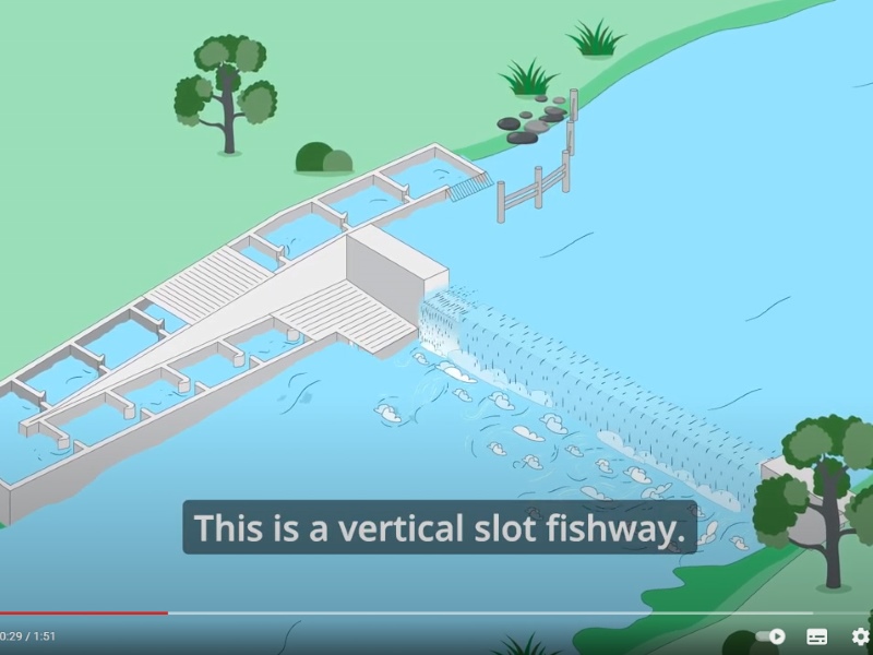 screen shot of animation, shows cartoon fish swimming through fishway structure