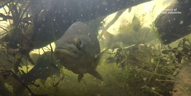 Freshwater fishing swimming in natural habitat