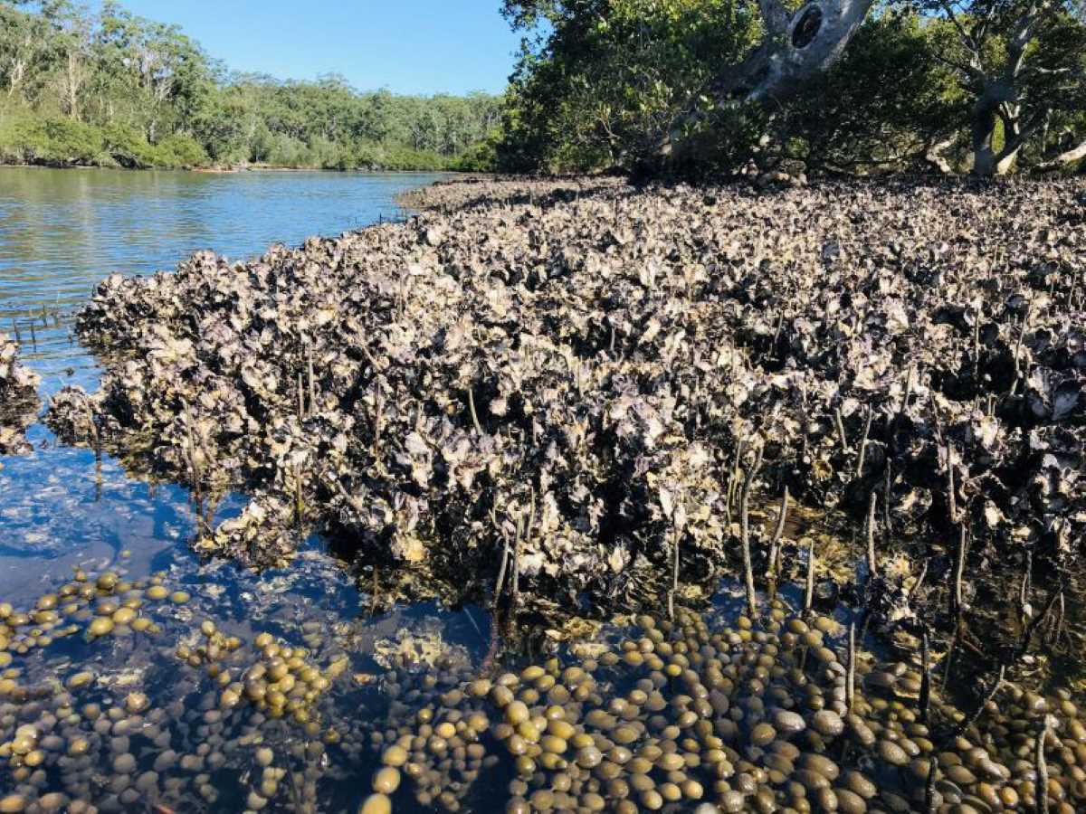Oysters covering mangroves with river and trees in the background.