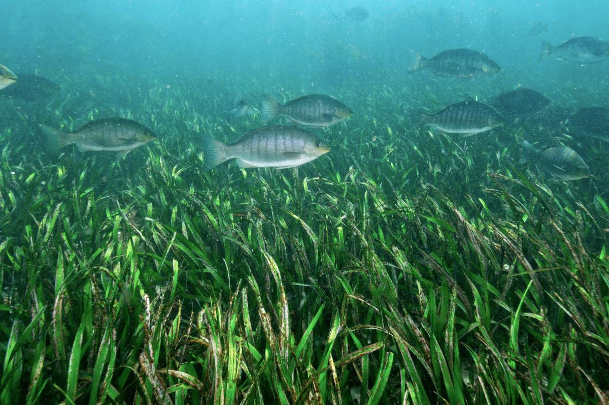 Fish swimming over seagrass.