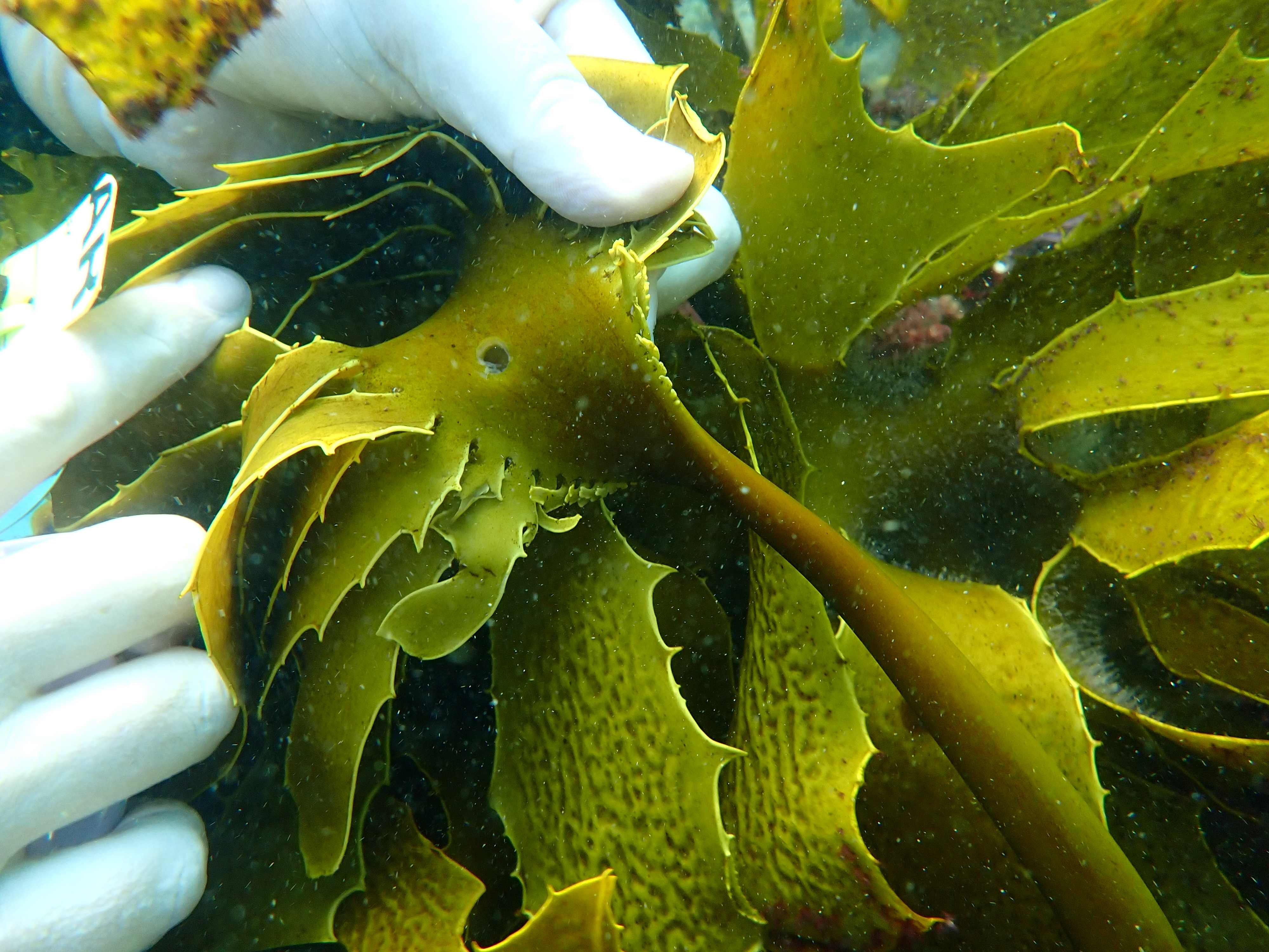 Close-up of kelp bed and scientists and