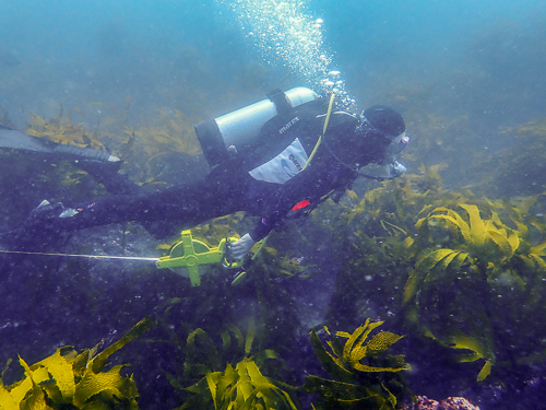 A scuba diver using a tape measure on a coral reef with kelp in the foreground