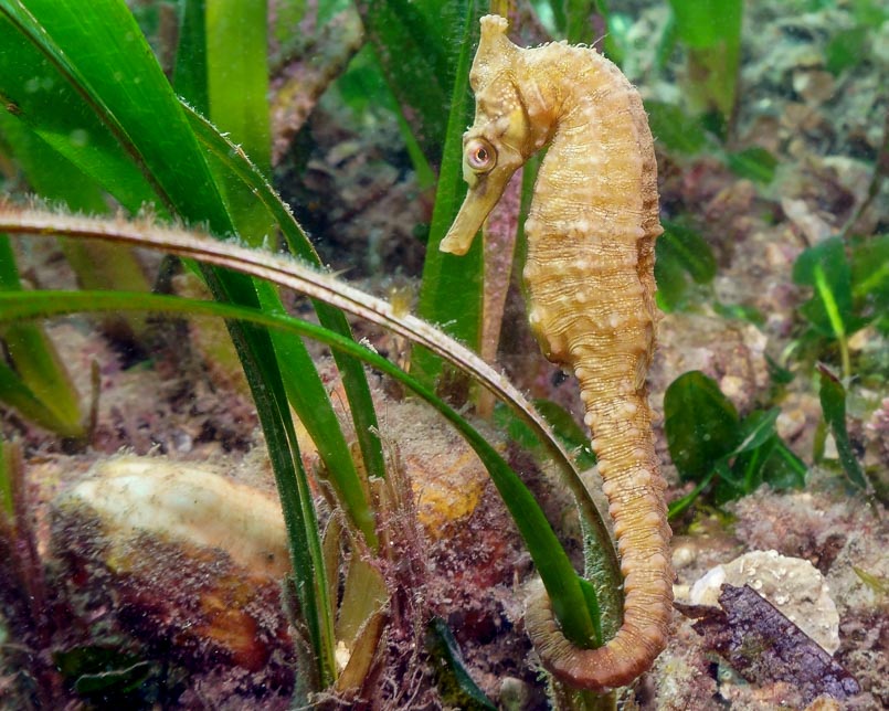 A bright coloured seahorse clings to seagrass on the sea floor.