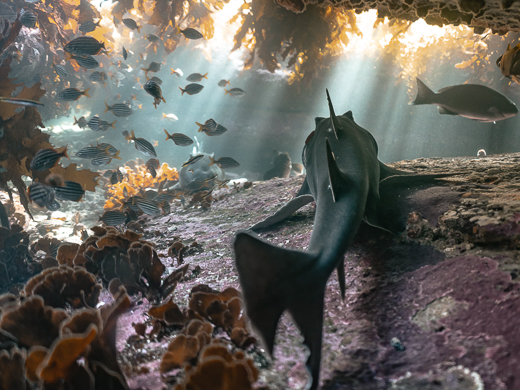 A scene of a small shark at rest at the bottom of an underwater cave with many fish and plants also visible. 