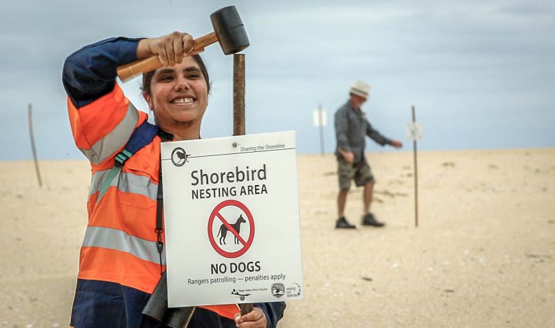 Signage of shorebirds