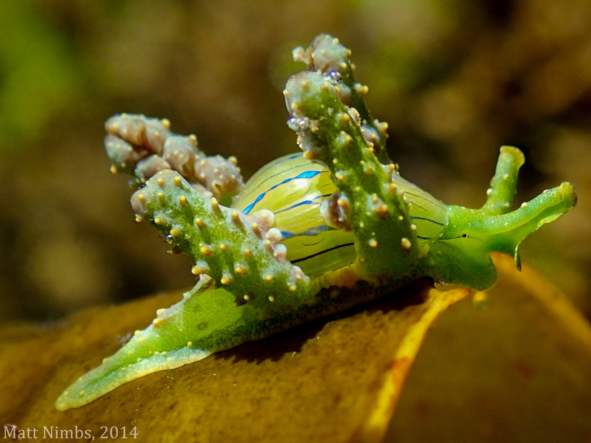 A brightly coloured sea slug