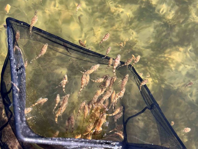 A fishing net with tiny fish in it. 