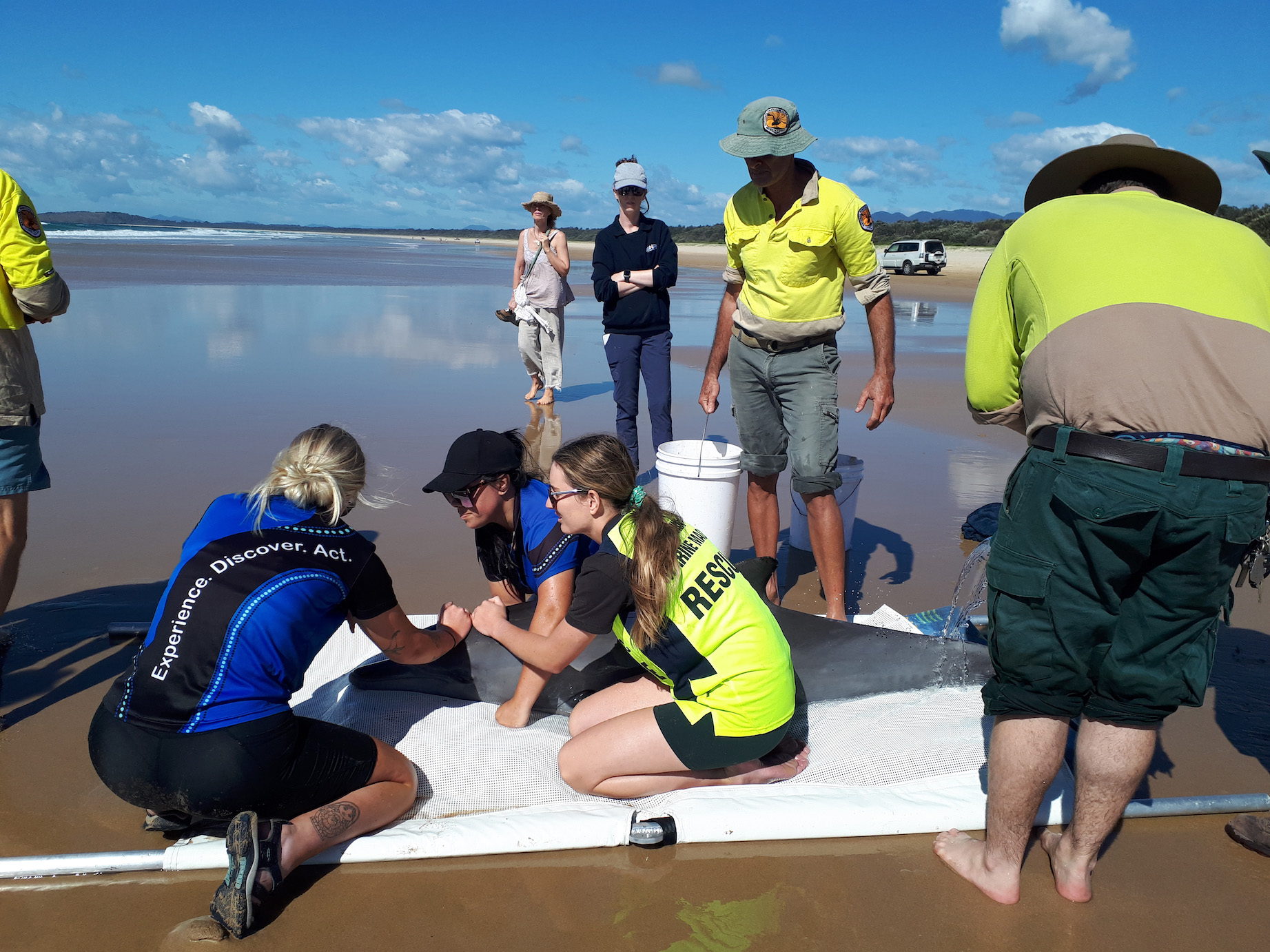 Team of people with dolphin on stretcher on beach.