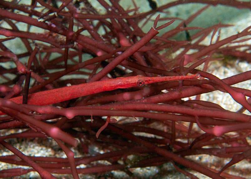 A bright red and thin stick-shaped fish is camouflaged among a a red stick