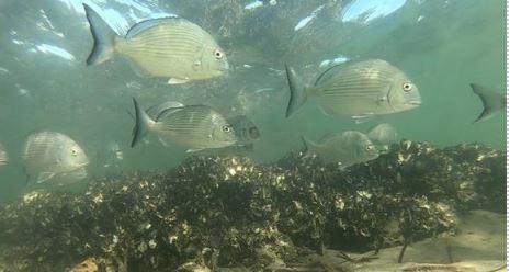 Photo of smaller silver fish swimming above oyster reef