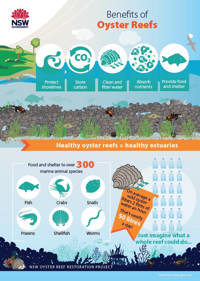 infographic showing benefits of oyster reef and how many litres an average wild oyster filders in an hour - it's 2 litres an hour, 50 litres a day! 