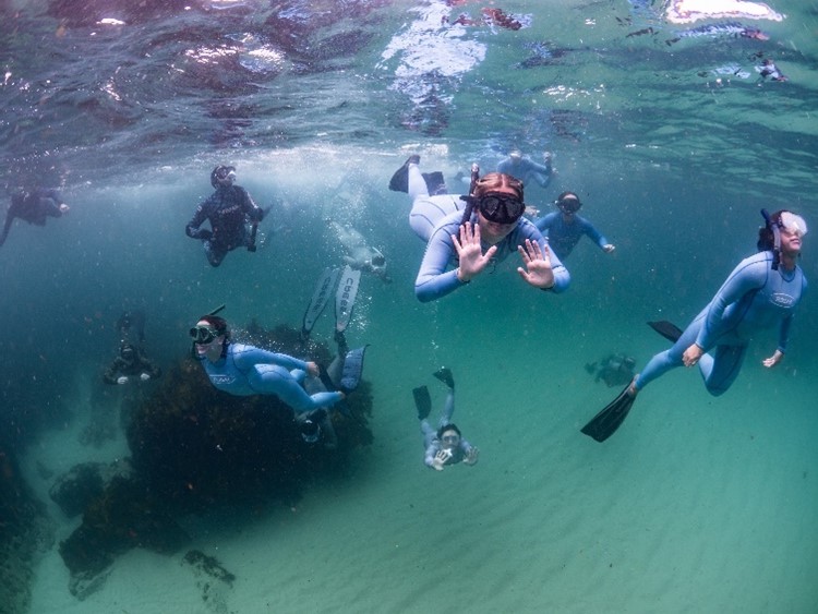 A group of snorkellers underwater, in wetsuits, at Boat Beach, Seal Rocks NSW.
