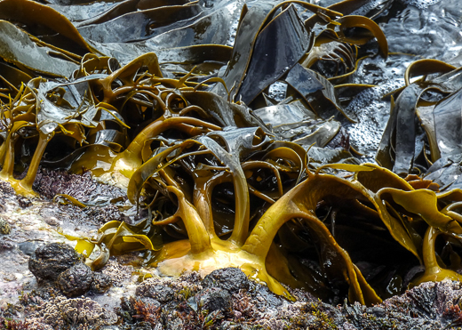 A close up view of Bull Kelp growing on rock while partly submerged.