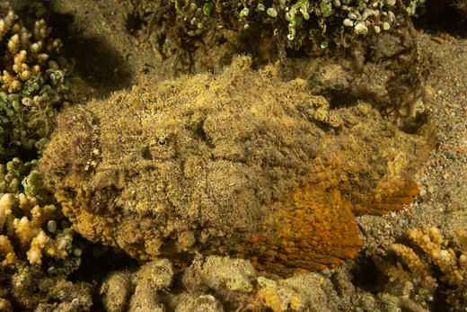 A well-camouflaged fish lies on a coral covered rock.