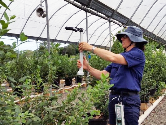 A scientist measures water use within blueberry farm.