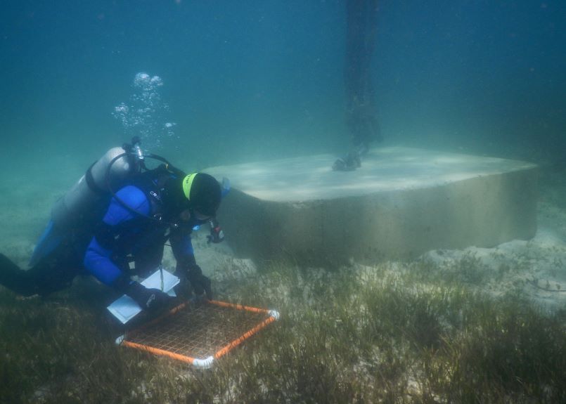 A scuba diver is underwater, with a grid measuring sea grass, next to a  large concrete block used for boat moorings.     