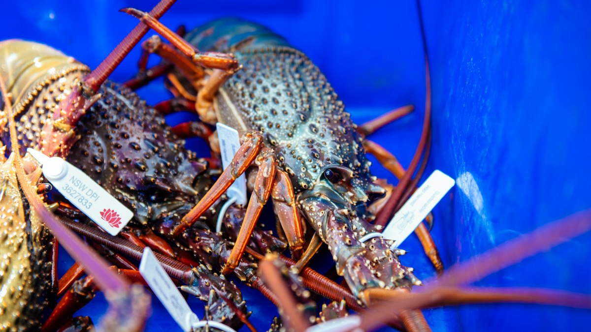 Green lobster up close tagged.