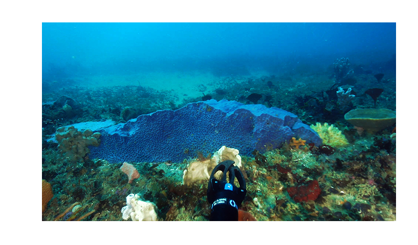 Sponge and other corals on a deep underwater reef