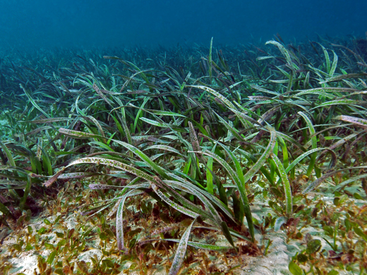 Underwater photograph of seabed with Posidonia sea grass  