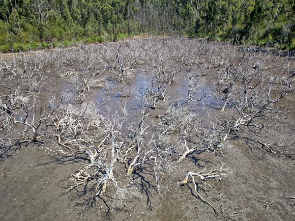 A patch of mangroves in the Clyde River which are white and devoid of leaves after being burnt by bushfires 3 years previously.