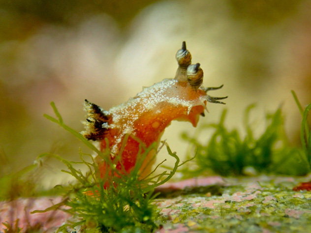 a brightly coloured Nudibranch