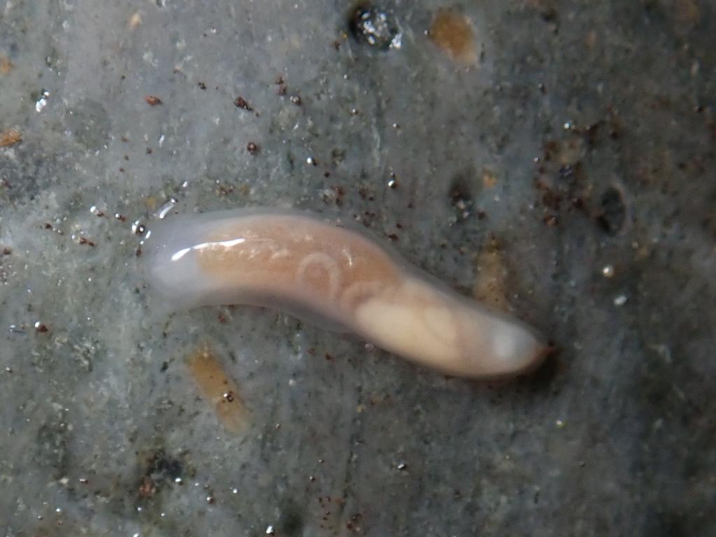 Close up of marine slug on a rock