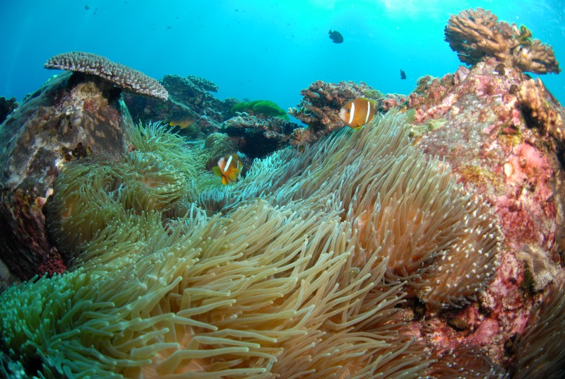 Underwater scene with anemone and coral at Anemone bay of Coffs Harbour, NSW