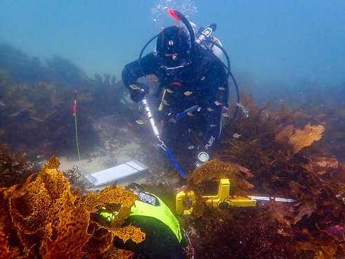 A scuba diver using measuring equipment on kelp beds