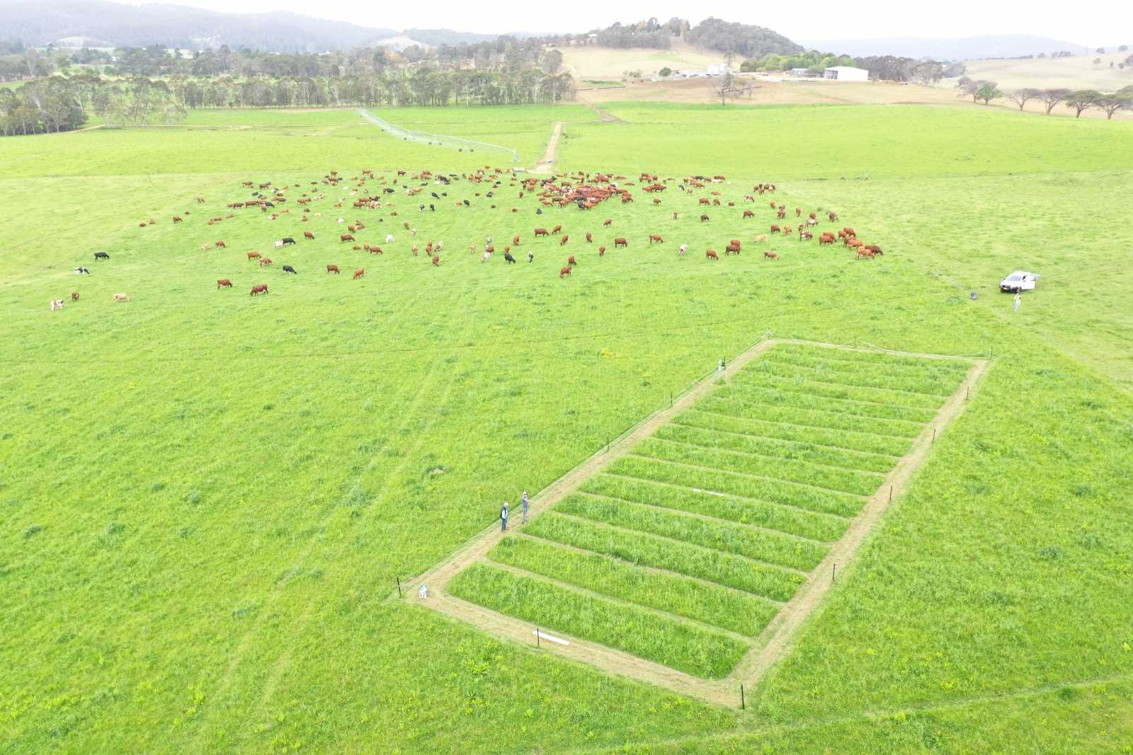 Image aerial view of a grassy paddock with dairy cows and a fenced off area used for trialing impacts of nutrients on pasture. 
