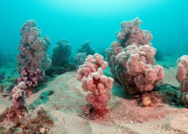 Soft coral on a cement disc with ID tag