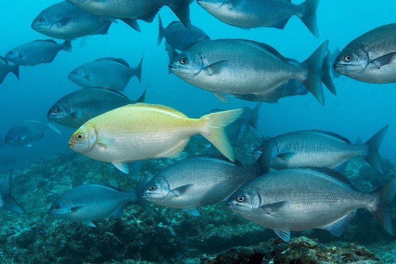 A school of silver Pacific Drummer (Kyphosus sectatrix) with a single bright yellow (or “xanthic’) individual among them