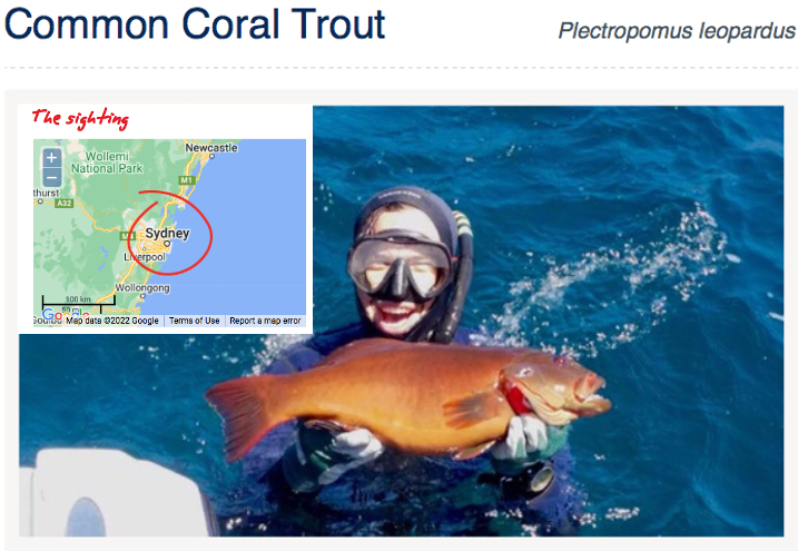 Diver in water holding coral trout. Map with Sydney circled in corner of image. 