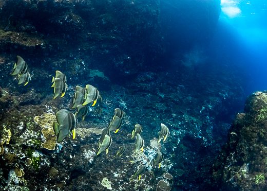 A school of fish with bright yellow coloured fins swims over a coral covered rock shelf towards bright blue open water.