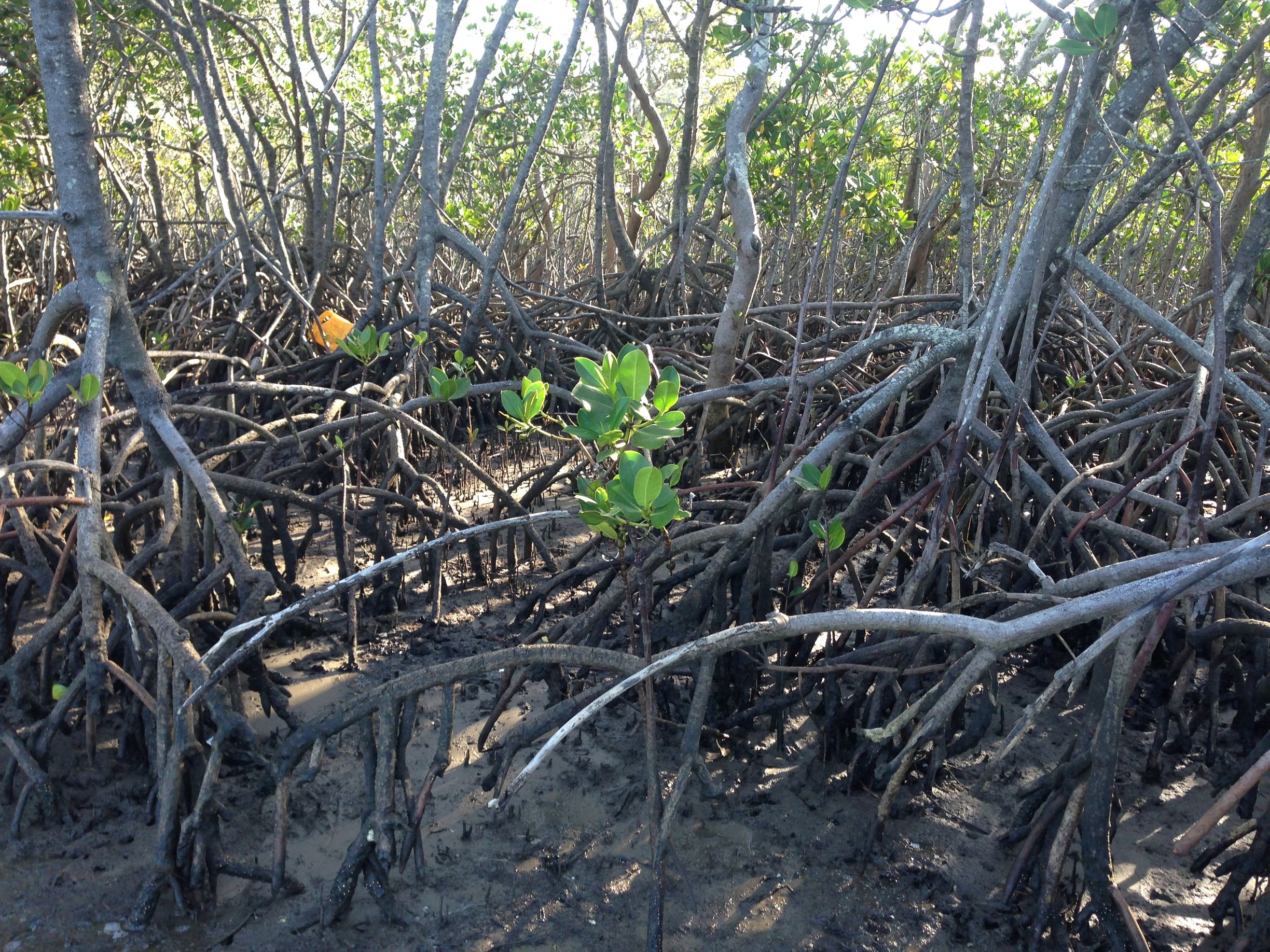  Coastal mangroves