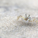 crab on sand thumbnail